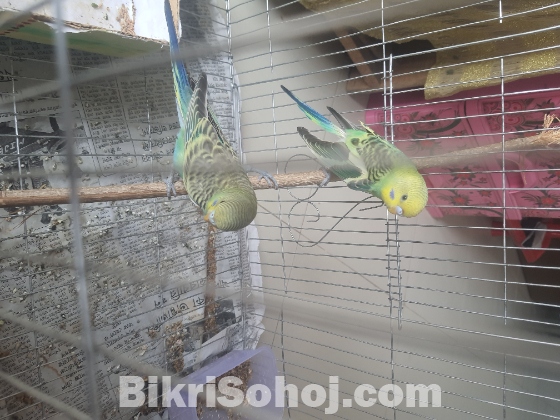 বাজরিগার পাখি